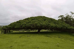 Árbol del Guanacaste (o Parota)