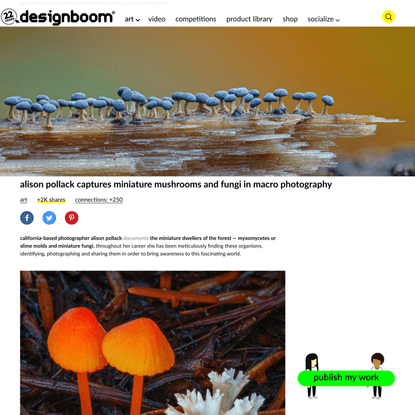 alison pollack captures miniature mushrooms and fungi in macro photography