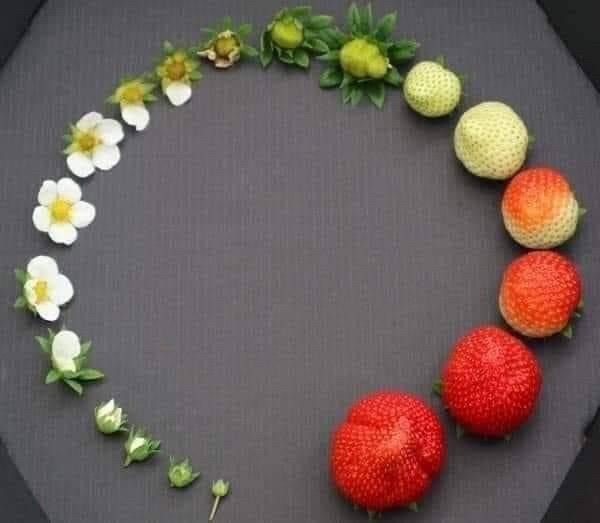 Life cycle of the strawberry 