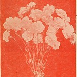 Image from page 118 of "Jubilee floral catalogue" (1900)