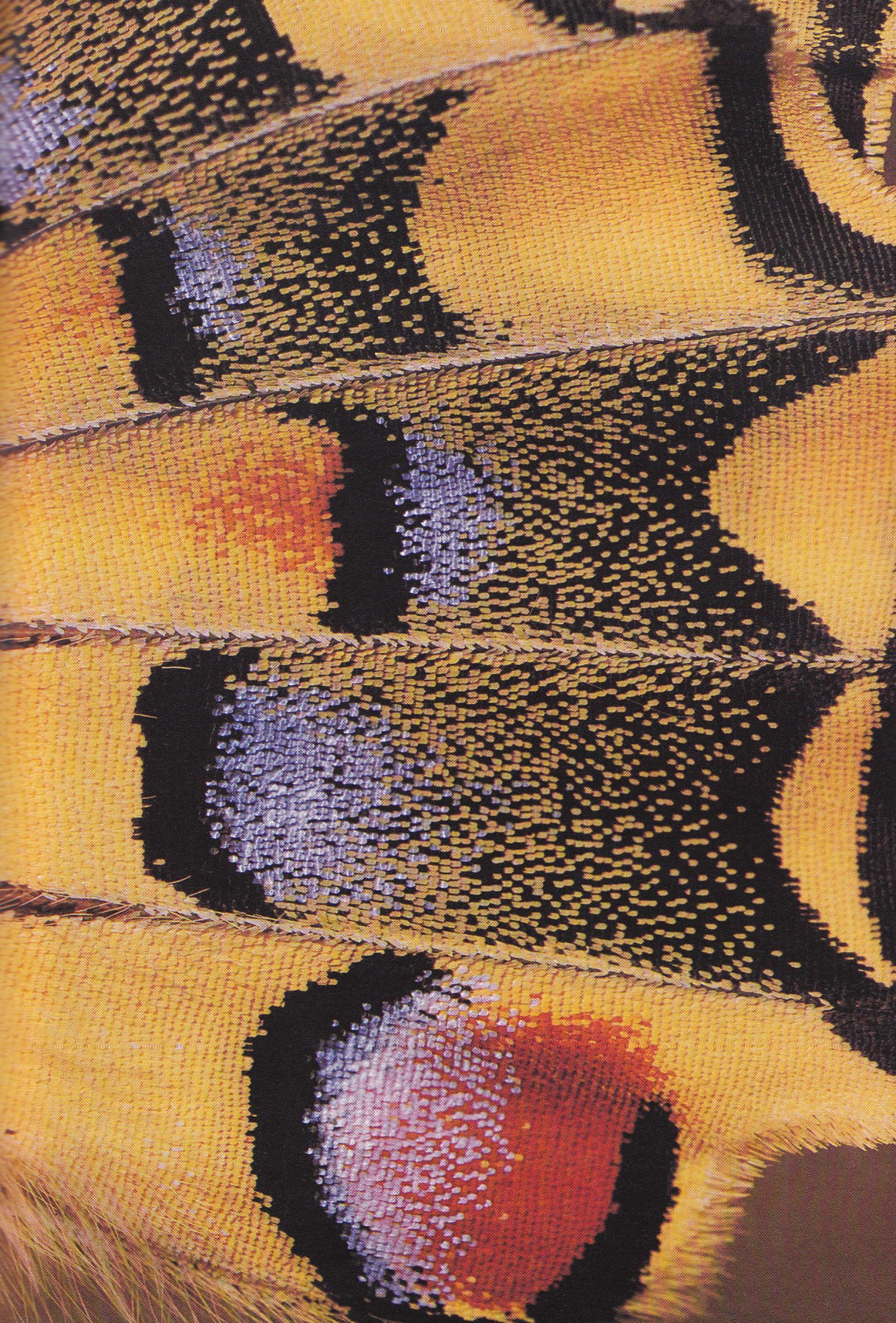 nature_scans