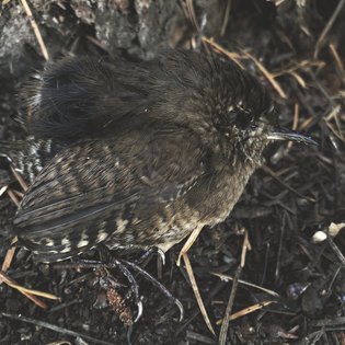 Looking For Dead Birds Around The Roots Of Every Tree, by Jesse Narens