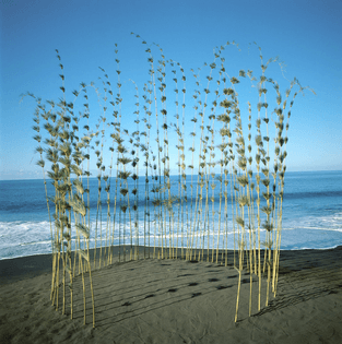 Nils Udo,
Circle of Calumet, Bamboo, 1990
Reunion, Indian Ocean