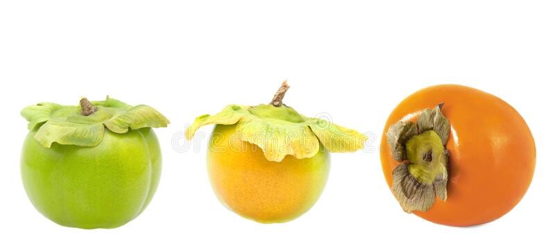 set-three-whole-ripe-unripe-persimmon-diospyros-kaki-fruit-isolated-white-background-172629931.jpg