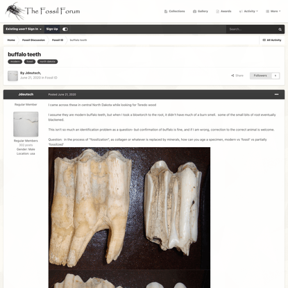 buffalo teeth