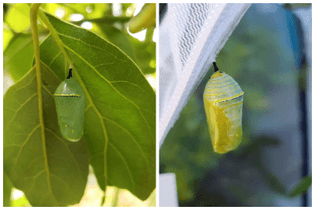 move-monarch-chrysalis-location.jpeg