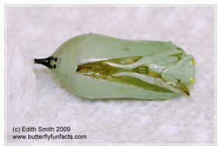 monarchpupadeformseven6.jpeg