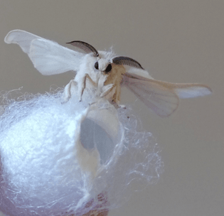 silk-moth-credit-naomi-cappuccino.jpeg