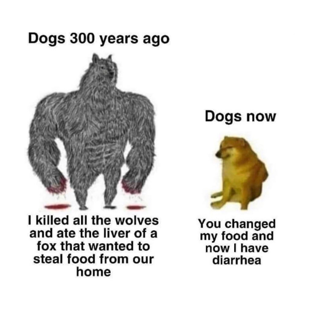 Dogs now