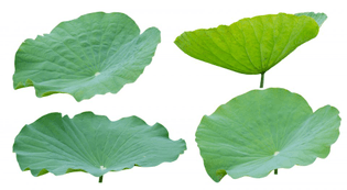 lotus-leaf-i-960x526.jpeg