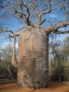 baobab-tree-madagascar.jpg