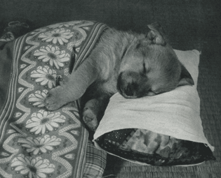 Puppy sleeping / 1955, Japan