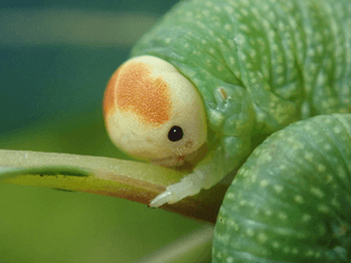 Trichiosoma triangulum