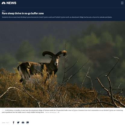 Rare sheep thrive in no-go buffer zone