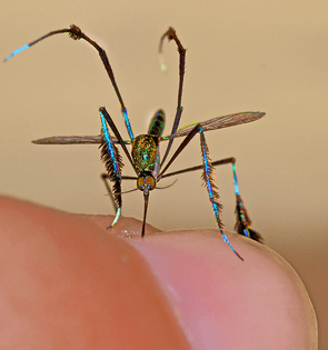 iridescent-mosquito.jpg