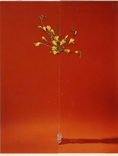 ignant-art-nicola-kloosterman-ikebana-004-1440x1902.jpg