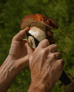 Telluride Mushroom Festival by Caroline Tompkins for Vogue