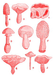 “Common fungi.” The book of nature study. v.4. 1908 or 1909. Colorized.