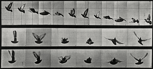 Eadweard Muybridge, A cockatoo flying (1887)
