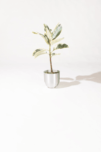yield-planter.jpeg