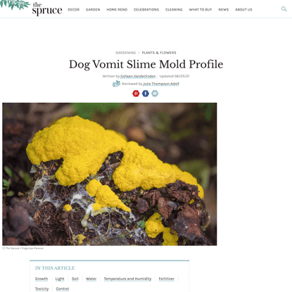 Dog Vomit Slime Mold: The Slime That Resembles Scrambled Eggs
