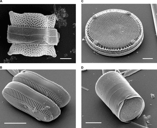 各種硅藻的表面。扫描电子显微镜拍攝。 （A：左上）Biddulphia reticulata （B：左下）Diploneis sp. （C：右上）Eupodiscus radiatus （D：右下）Melosira varians