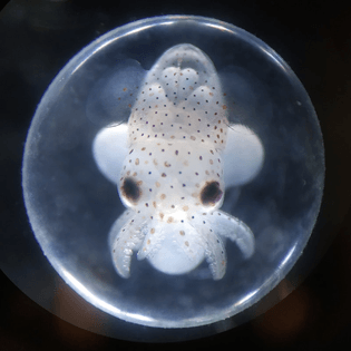 Cuttlefish embryo