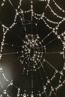 spider-web-vertical-1920x2879.jpeg