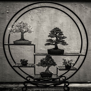 Shohin display, The National Bonsai & Penjing Museum, Washington, DC • photo:David Castenson