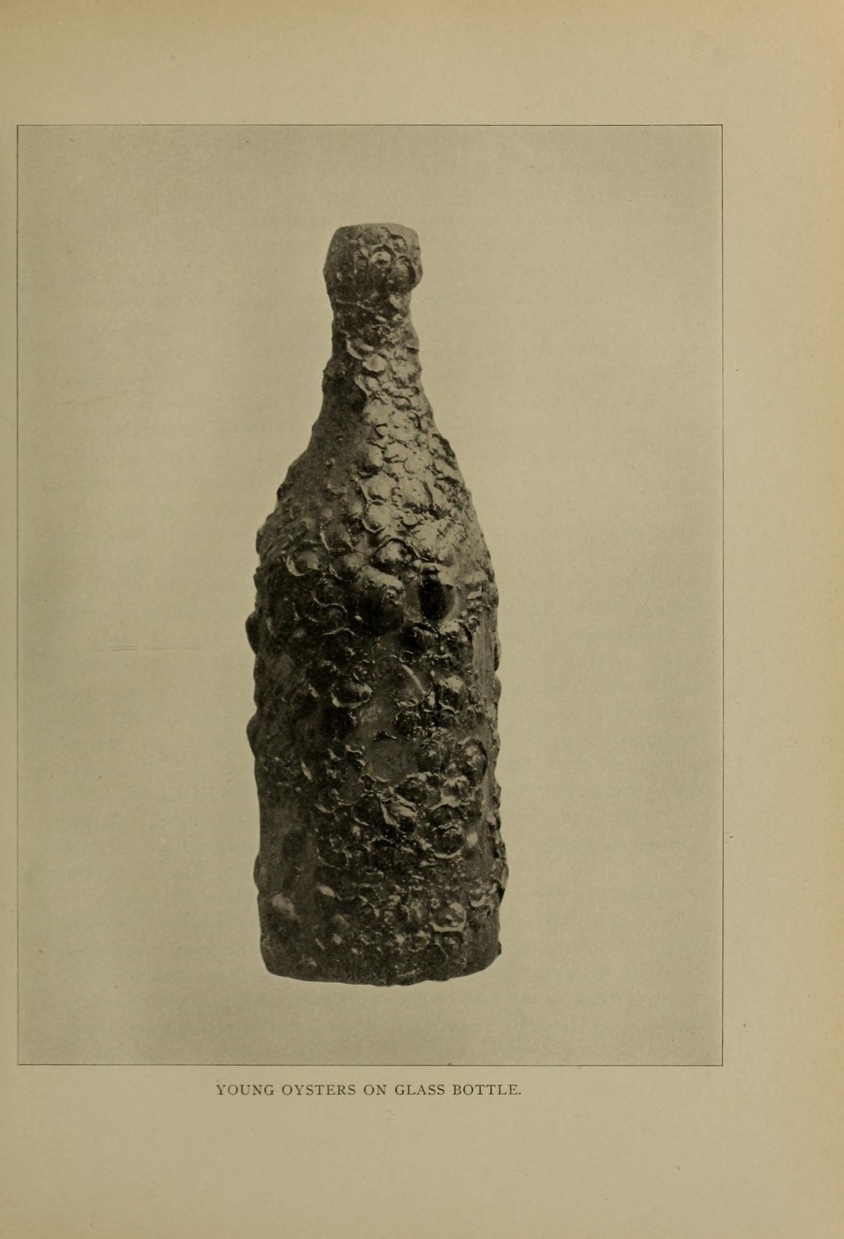 oyster-encrusted objects in an article entitled “The Perils of a Young Oyster” from the Eleventh Annual Report of the Forest, Fish, and Game Commissioner of the State of New York (1905).