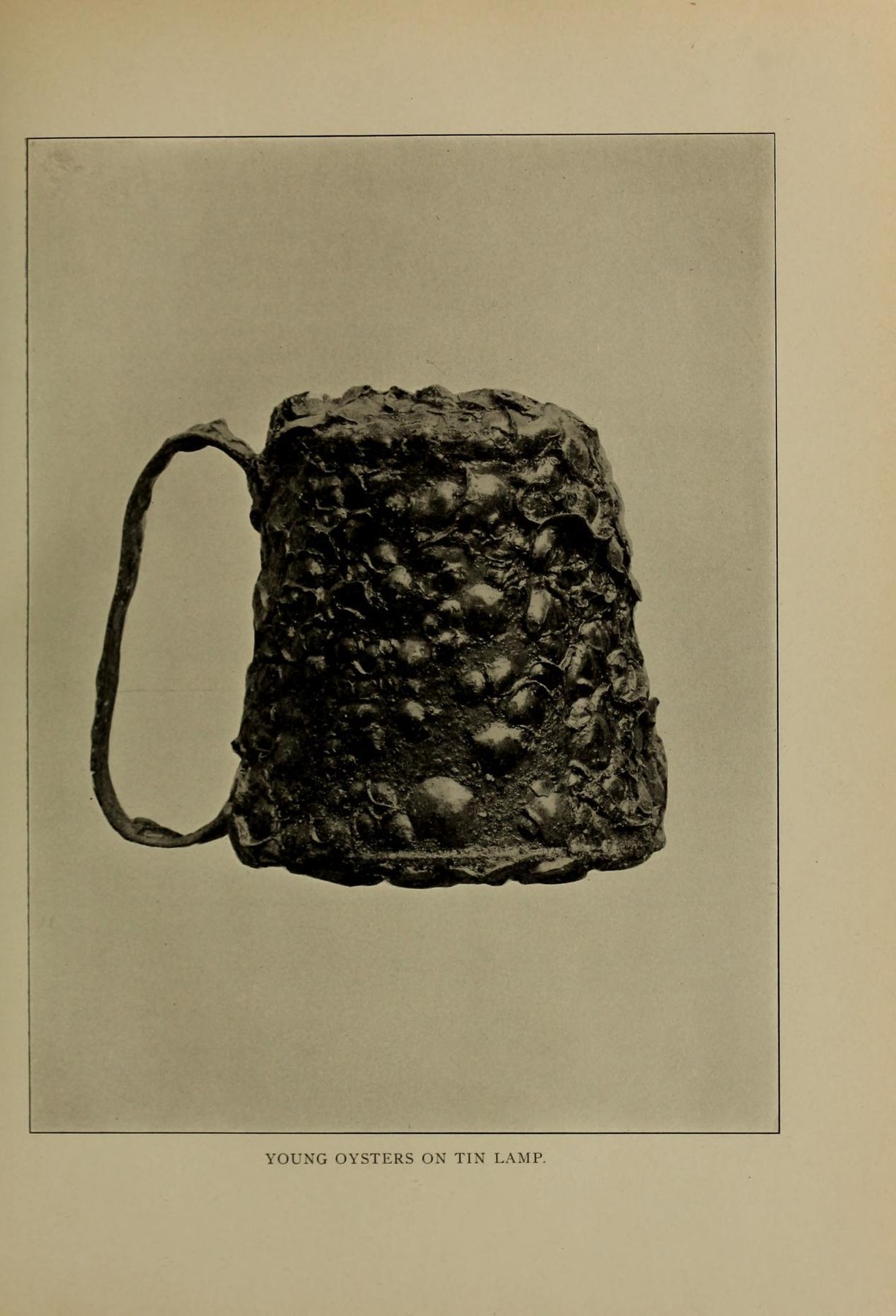 oyster-encrusted objects in an article entitled “The Perils of a Young Oyster” from the Eleventh Annual Report of the Forest, Fish, and Game Commissioner of the State of New York (1905).