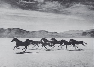 Gus Bundy, Wild Horses, 1950