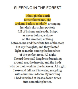 sleeping in the forest, mary oliver