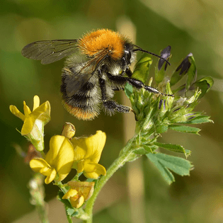 Common Carder Bumblebee?