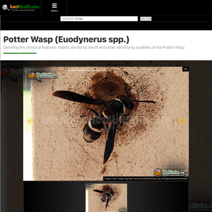 Potter Wasp (Euodynerus spp.)