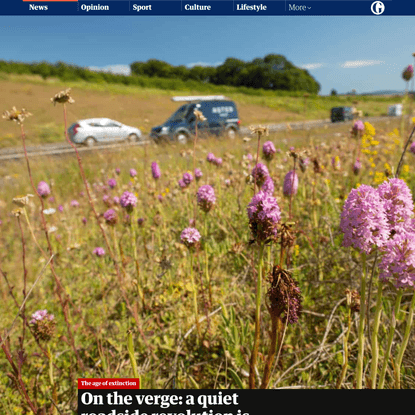 On the verge: a quiet roadside revolution is boosting wildflowers