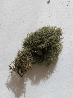 015. maungakiekie found moss and root.