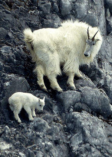 Mountain goat mom teaches her baby how to climb