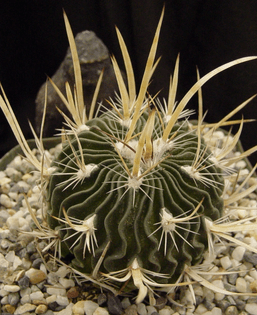 StenocactusSpNovaP1047PalmillasLG.JPG