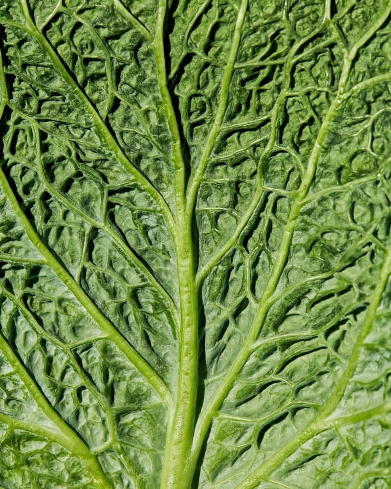 60af67bf3ae591a3bb0e7576_green-cabbage-p-800.jpeg