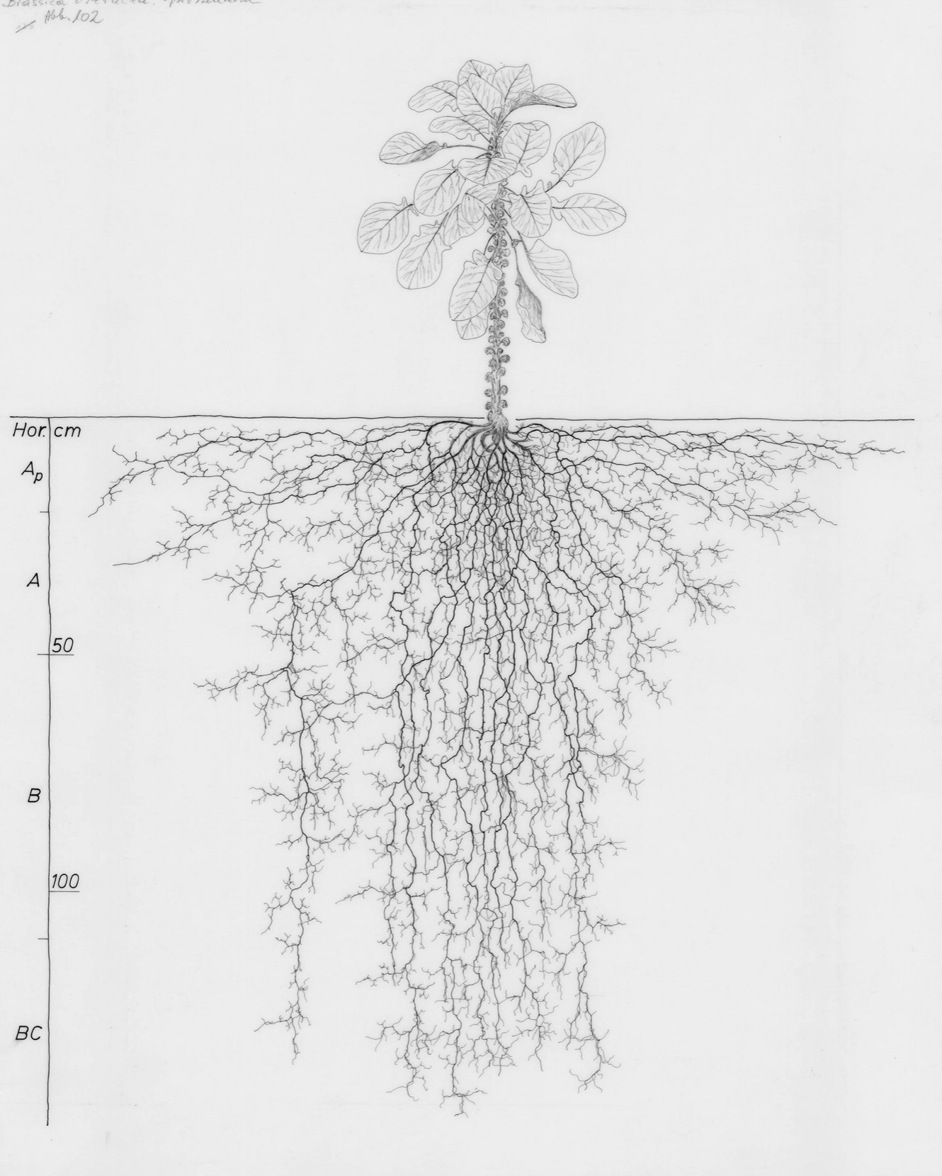 Рисунки корневых систем растений