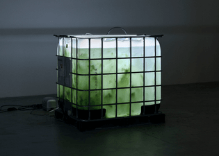 Dan Rees, A Misunderstood Weed, 2016, IBC Tank Lamp_GG-0029, salt water, seaweed, plastic, LED lights, 39 x 47 x 46 in. (100 × 120 × 117 cm)