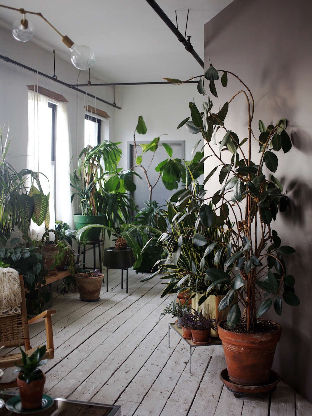loft-with-tropical-houseplants-and-light-mauve-walls.jpg
