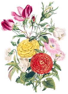 htc_heritage-library_flower-bouquetelement-9.png