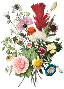htc_heritage-library_flower-bouquetelement-10.png
