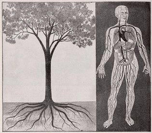 The resemblance between trees and humans. R.M. Kellogg's great crops of strawberries and how he grows them : a treatise on plant physiology & the laws which govern the development of fruit. 1904.