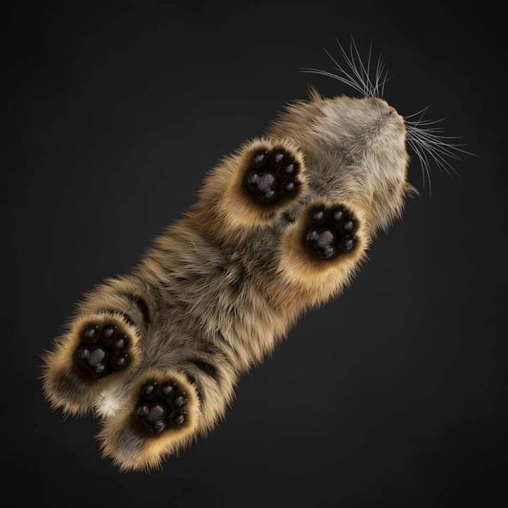 catpaws-jpeg-are-na