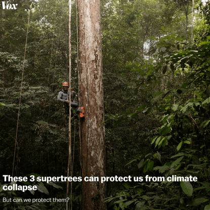 These 3 supertrees can protect us from climate collapse