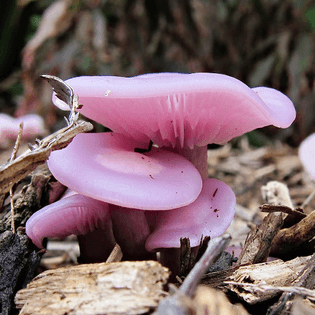 Lilac Blewit (Lepista sublilacina)