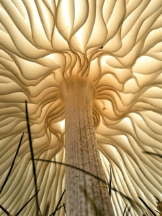 Underside of a mushroom.
